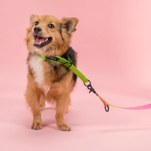 Obroża półzaciskowa dla średniego psa - Neon Green | Protekt Animals