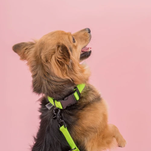 Obroża zielona dla małego psa  i smycz-  Neon green | Protekt Animals