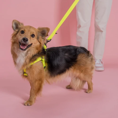 ProtektAnimals_szelki_bez_podusze_zolte_03.jpg