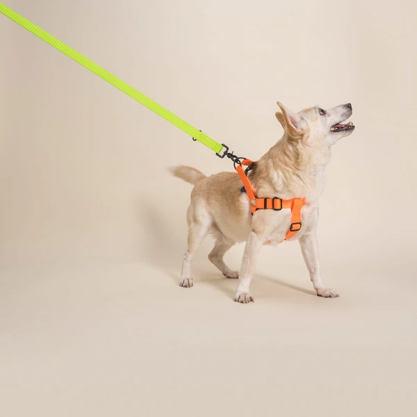 Szelki Step In | Neon orange