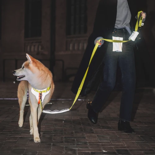 Duży pies  w odblaskowych szelkach z neonową smyczą od Protekt Animals