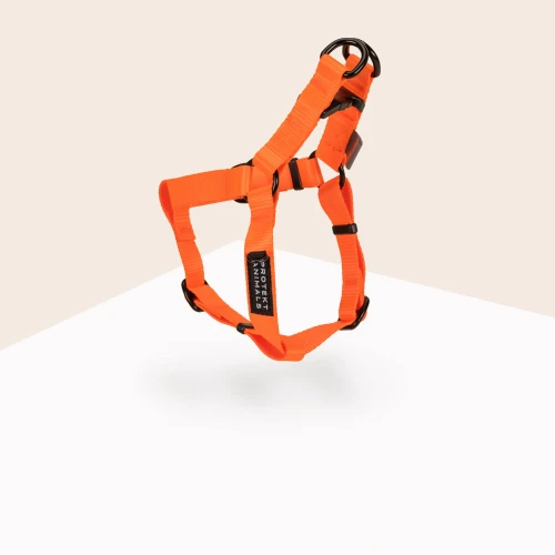 Szelki-Step-In-Neon-orange-2.jpg
