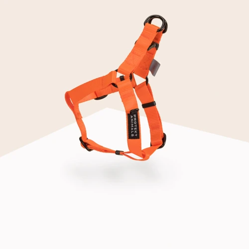 Szelki-Step-In-Neon-orange.jpg