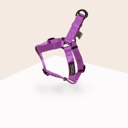 Szelki-Step-In-Neon-purple.jpg