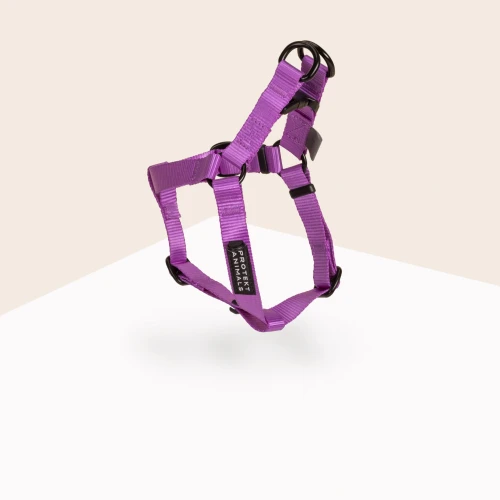 Szelki-Step-In-Neon-purple-2.jpg